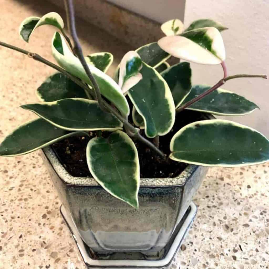 Hoya Plant Care: How to Grow Wax Plant Hoya Canosa