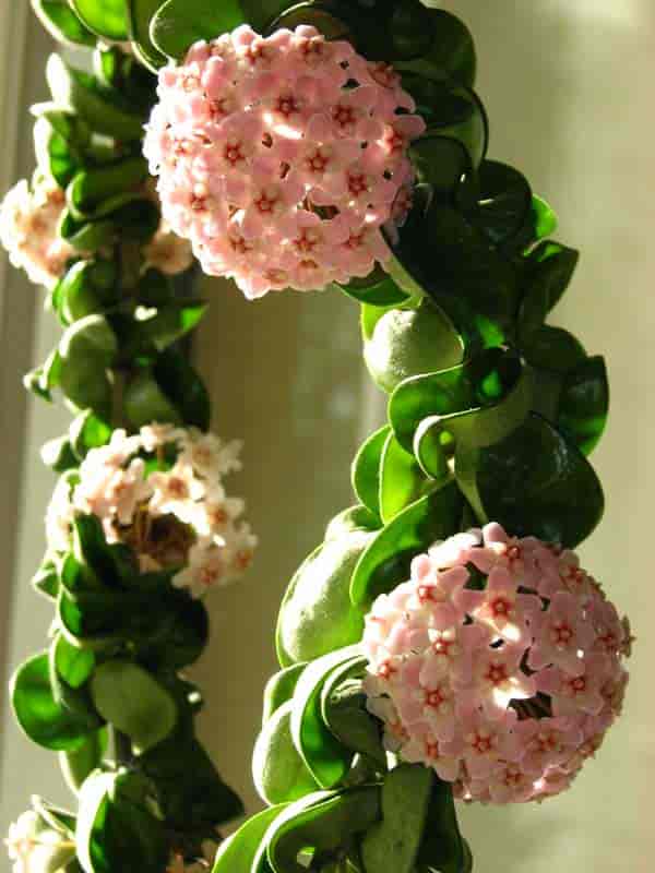 Hoya "compacta" blooming and growing on a wire hoop