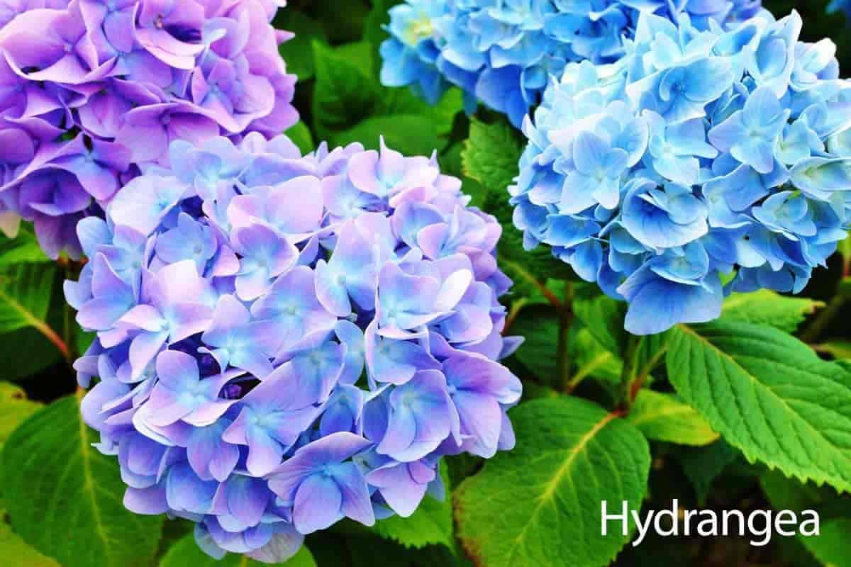 hydrangea plant care guide - colorful blooms of white, pink, rose and blue