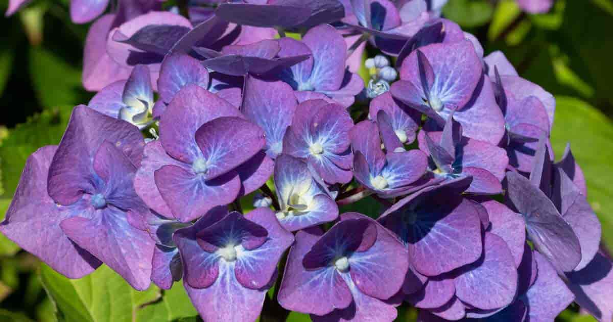 Growing Hydrangea Macrophylla: Caring For Colorful French Hydrangeas