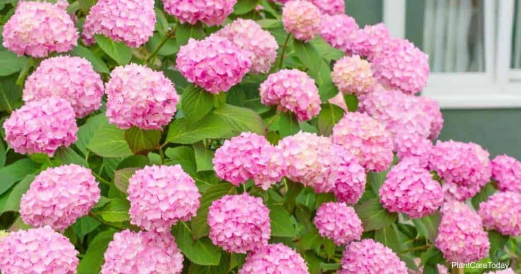 Hydrangea Not Blooming? What Can You Do [DETAILS]