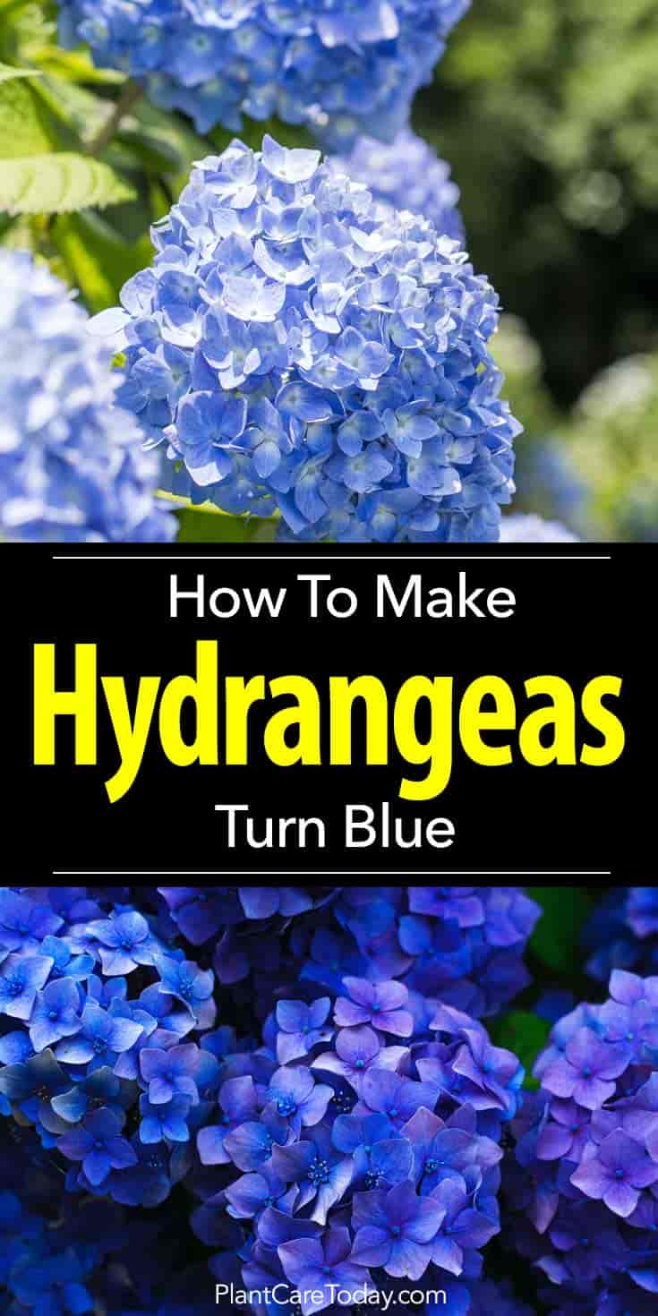 How To Make Hydrangeas Turn Blue