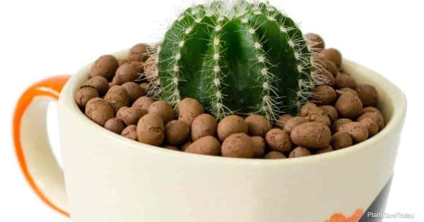 Cactus planted in Hydroton clay pebbles