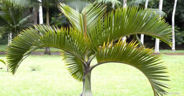 Hyophorbe verschaffeltii fronds (Spindle palm)