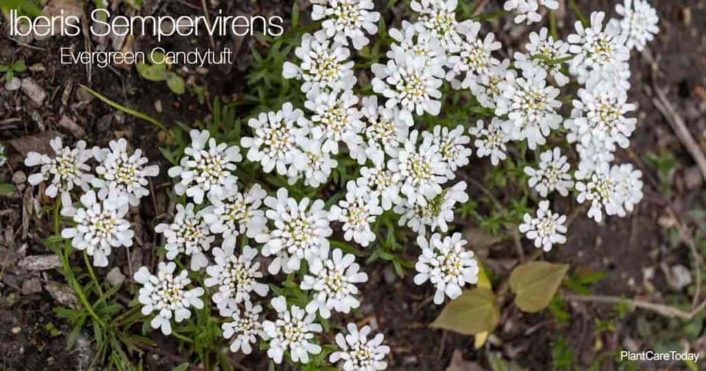 Flowering Iberis Sempervirens aka Evergreen Candytuft