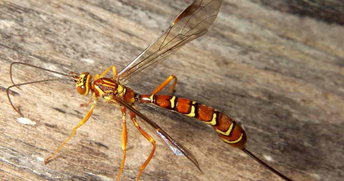 Ichneumon Wasp How To Control Garden Pests Naturally Use Guide