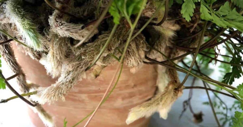 furry rabbits foot growing in and over a pot