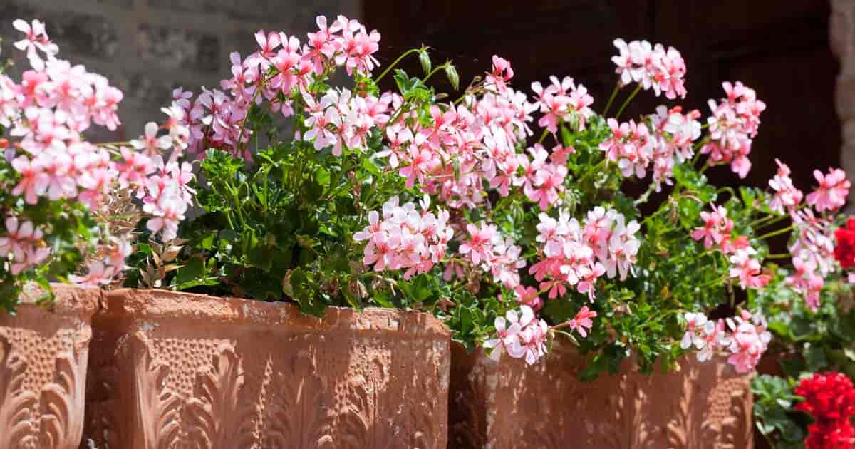 Blomstrende Ivy Geranium (Pelargonium Peltatum)