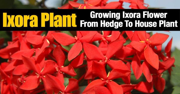 Plantas Ixora: cultivo de flores Ixora desde setos hasta plantas de ...