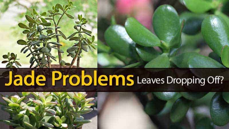 How to Prevent the Falling of Jade Leaves? - FNP