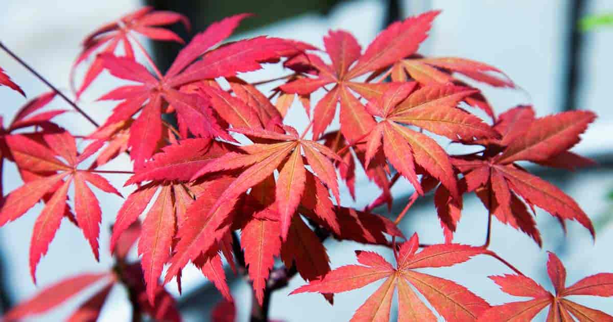 Japanese Maple Plant Care How To Grow Acer Palmatum