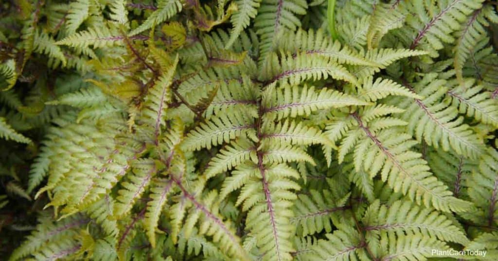 Japanese Painted Fern