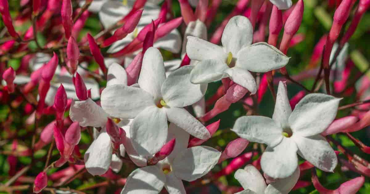 Jasminum Polyanthum Care How To Grow Pink Jasmine