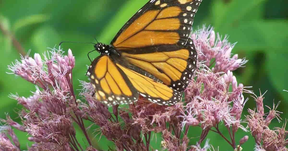 Beautiful Joe Pye Weed - How To Grow And How Useful Is It?