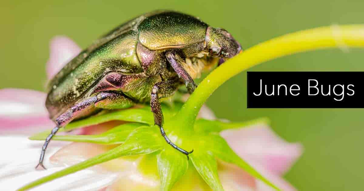 close up of june bug nibbling away on a flower