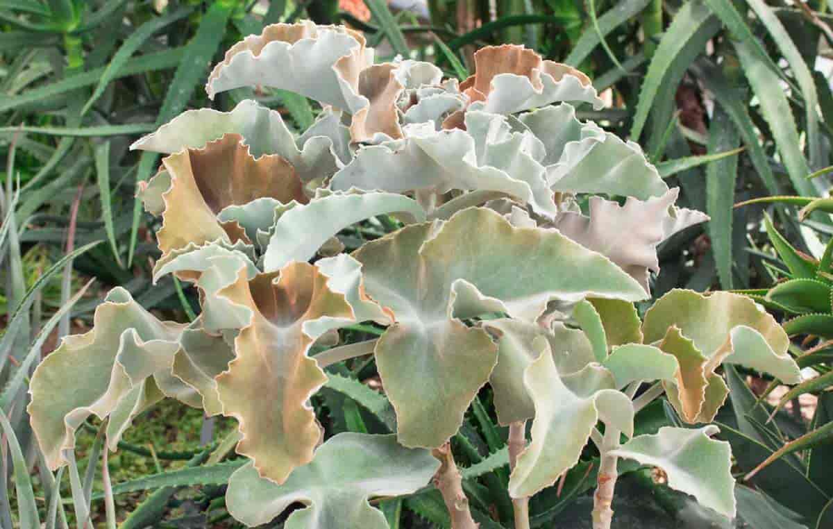 Kalanchoe Beharensis Care Growing The Velvet Leaf Felt Plant