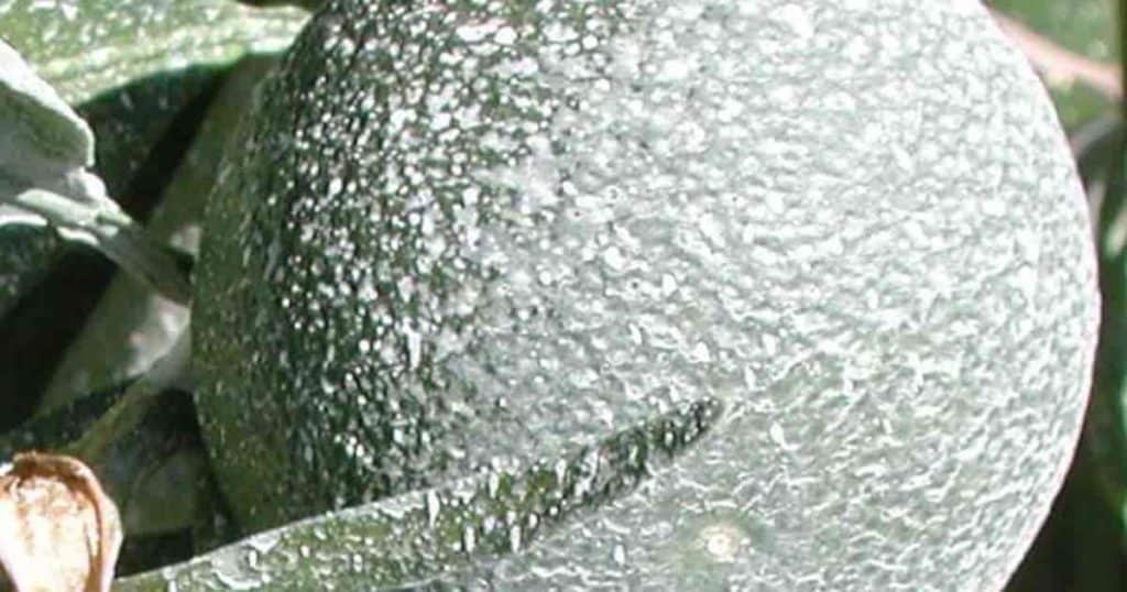 fruit sprayed with Kaolin Clay