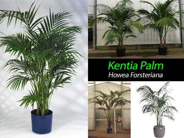 collection of kentia plams