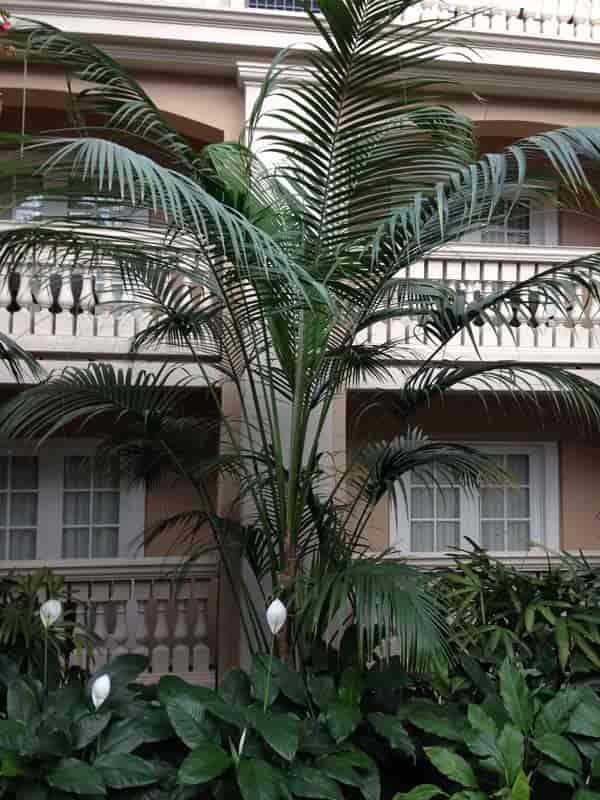 Kentia palm tree growing at Gaylord Palms Hotel, Orlando Florida