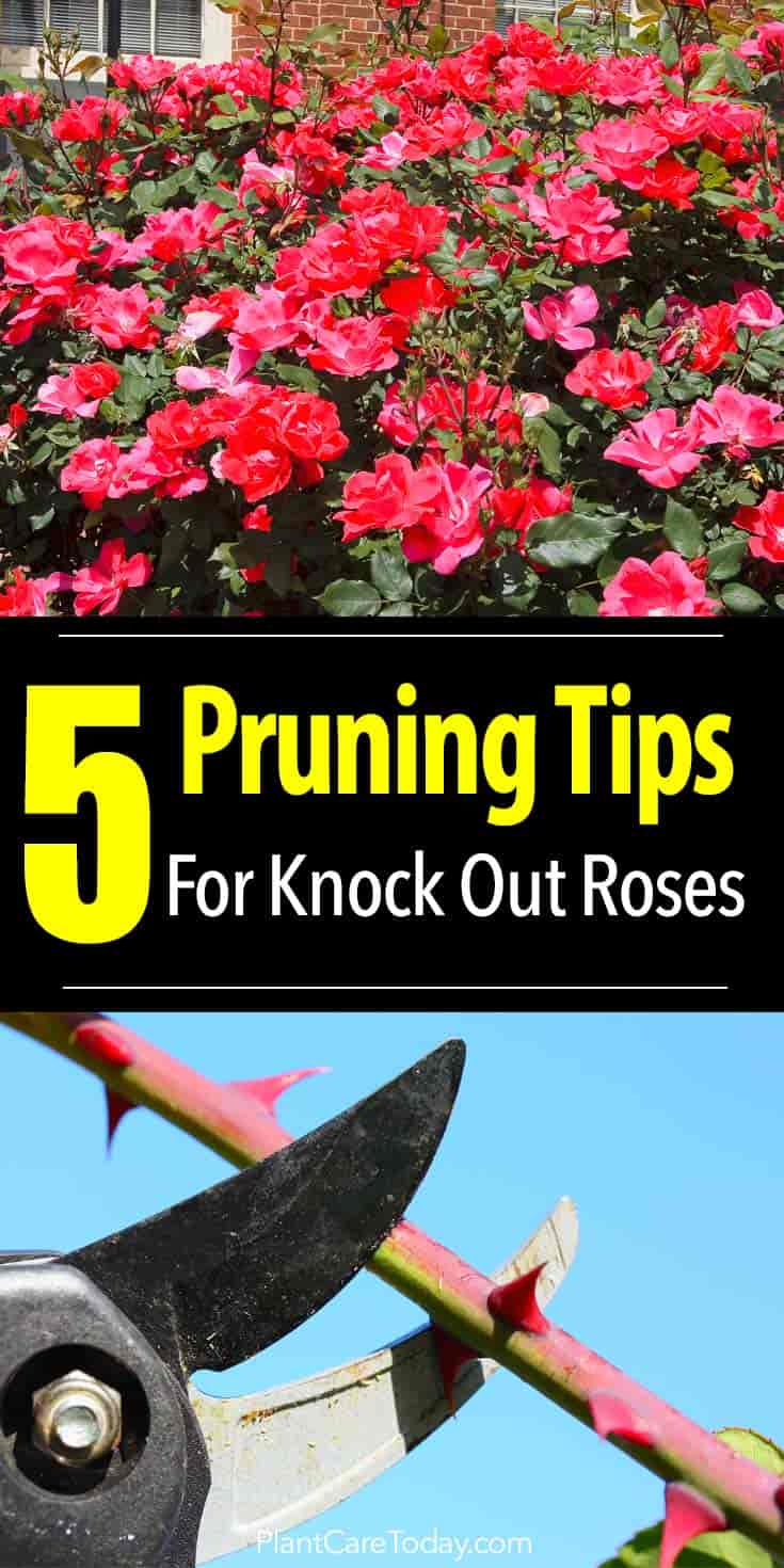 [5 Video Tips] How To Prune Knockout Roses