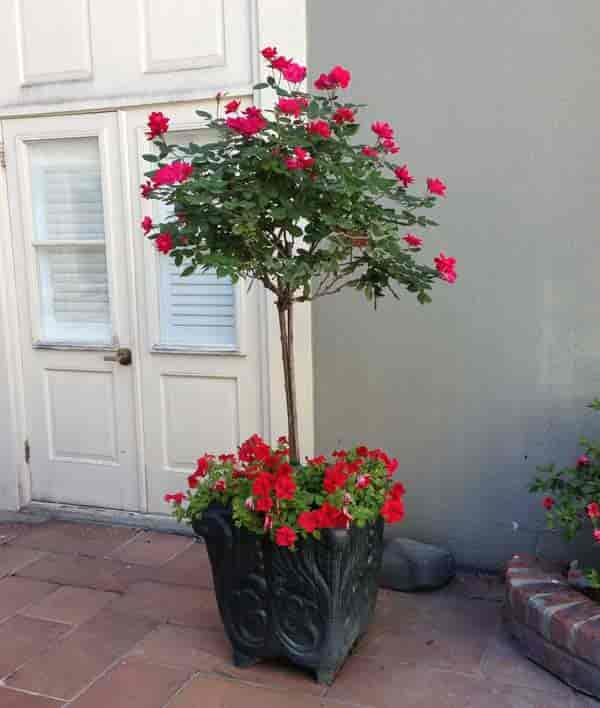 Knockout rose tree potted in bloom, New Orleans, LA