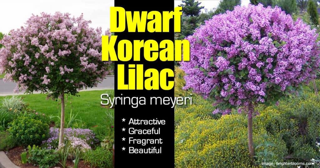 korean lilac dwarf