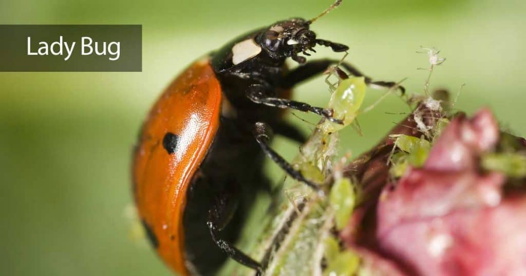 Lady Bugs spiser bladlus, melkebider, edderkoppmidd, skala, thrips og hvitflue i blomsterbed og grønnsakshager.