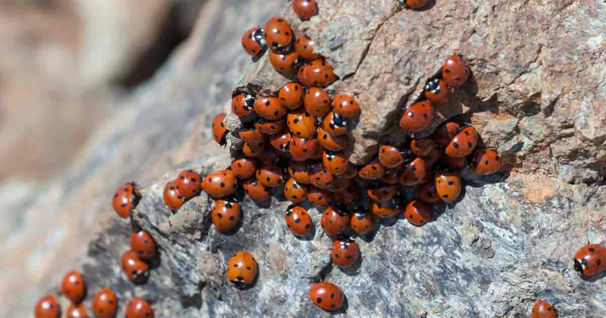 gruppe lady bugs klar til å spise noen bladlus