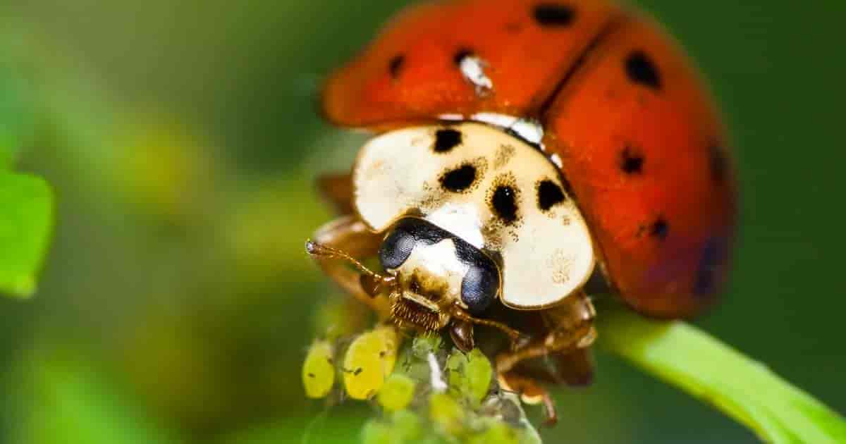 ladybird beetle feeding