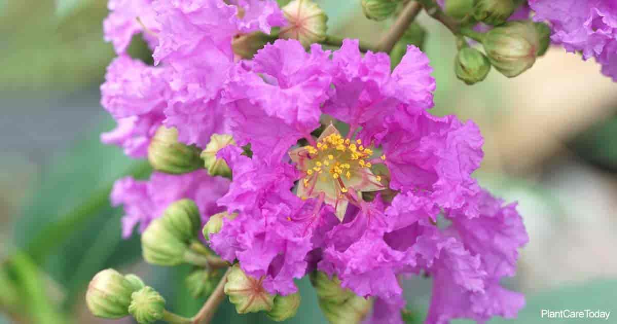 Bloom of Lagerstroemia Speciosa (Pride Of India)