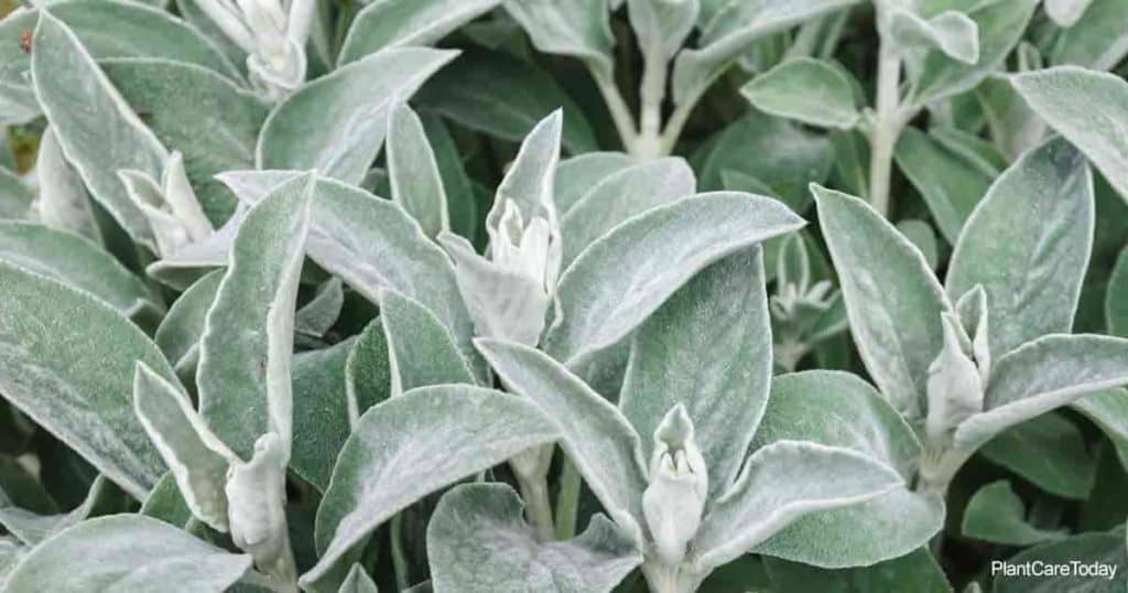 Lambs Ear Plant Care How To Grow Stachys Byzantina