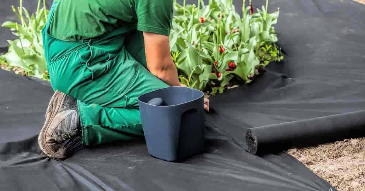 man installing landscape fabric