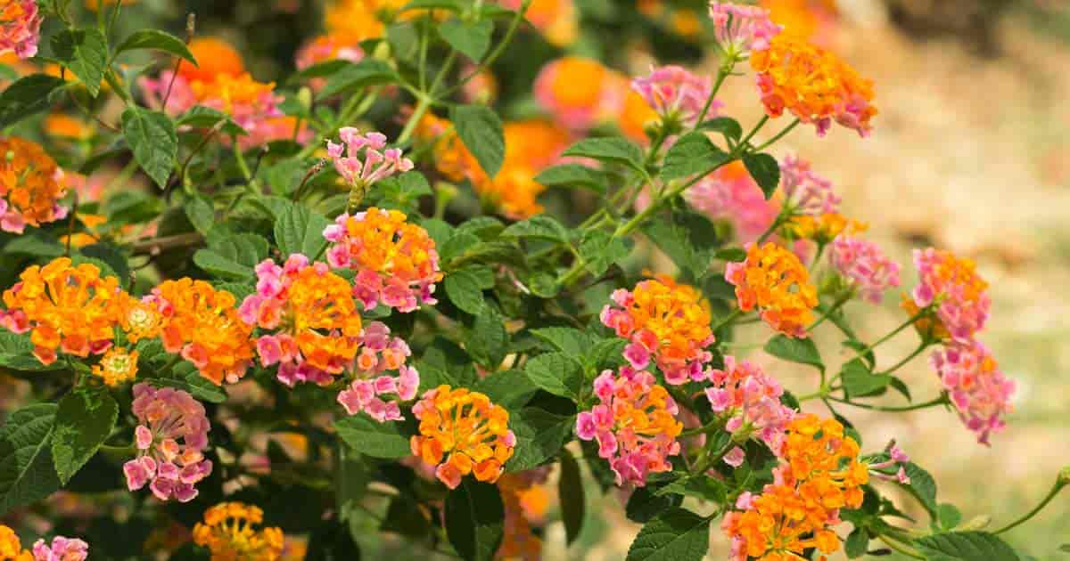 Lantana Flowers Deliver Vivid Summer Color In The Sun