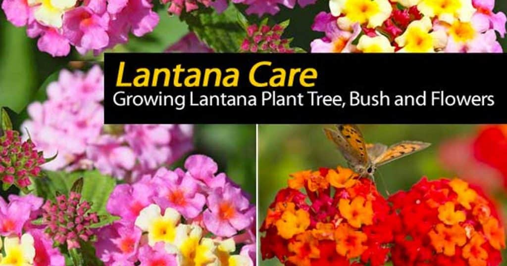 Lantana flowers and care