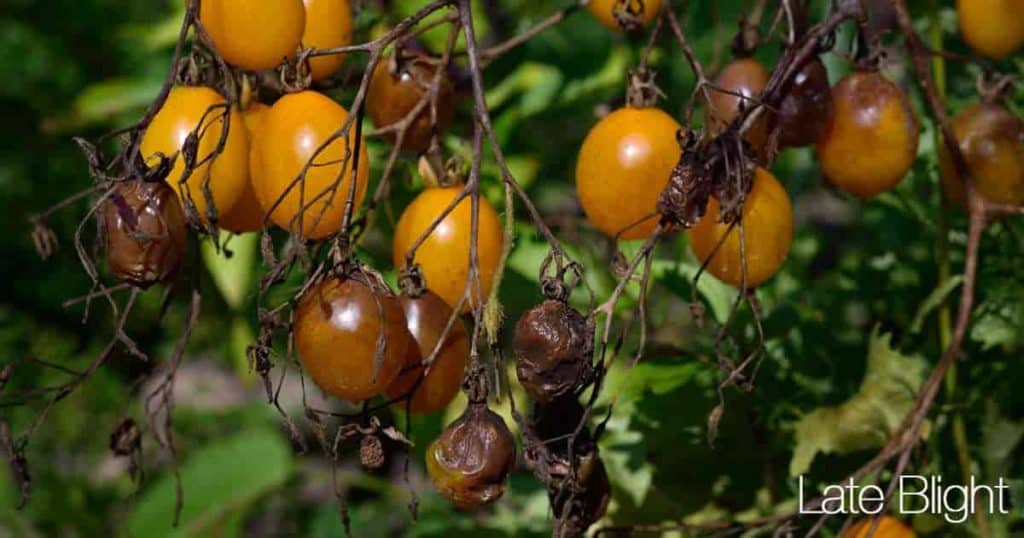 Tomatoes with Late Blight