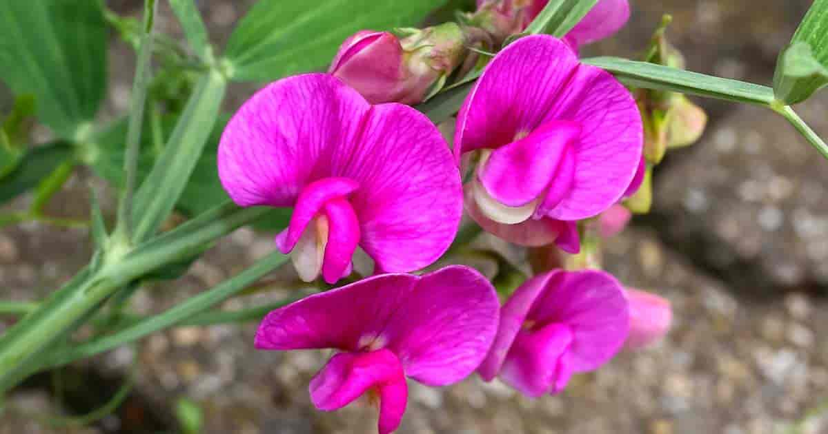 Close up of the sweet pea flower perennial