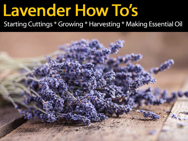 lavender-how-to-083114