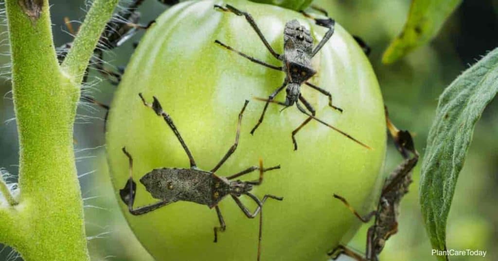 Leaf footed bug on a tomato fruit