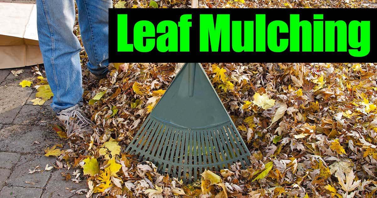 How To Make Leaf Mulch Mulching Leaves And The Nutritional Benefits