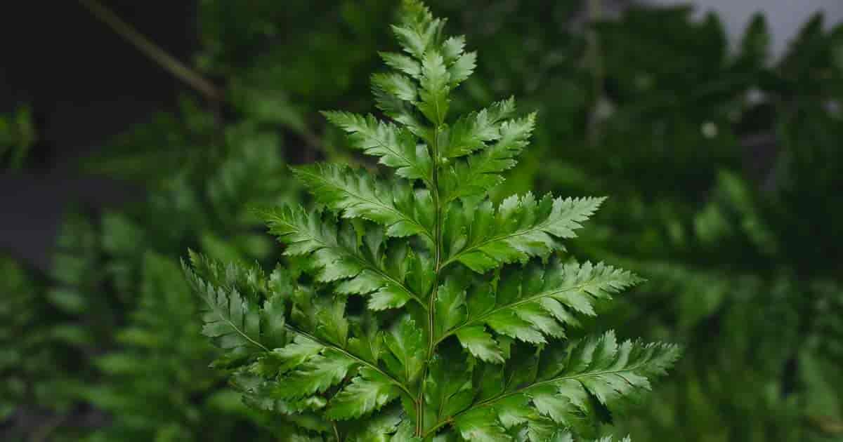 Attraktivt blad av Leatherleaf Fern Plant (Rumohra Adiantiformis)