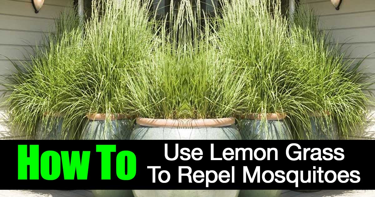 does-lemongrass-repel-mosquitoes