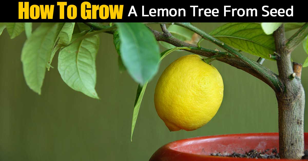 potted lemon tree with fruit