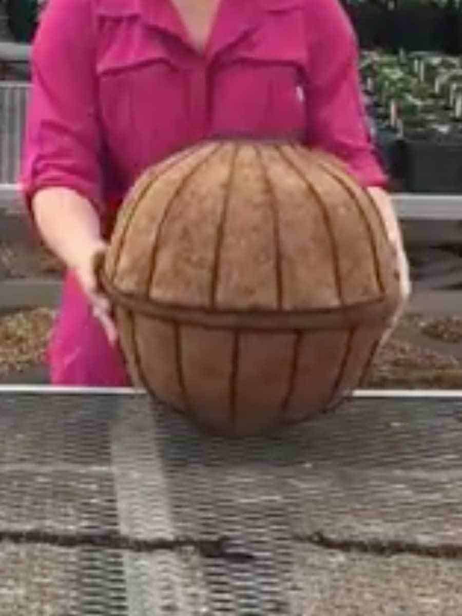 making a hanging lettuce globe