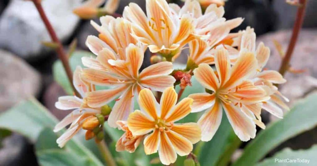 Bloeiende Lewisia Cotyledon