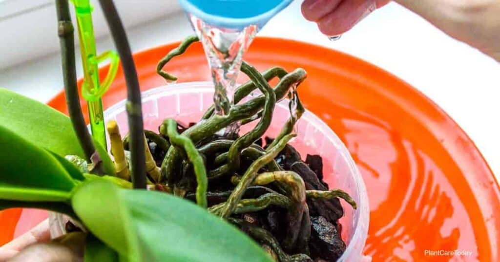 Watering a moth Orchid plant