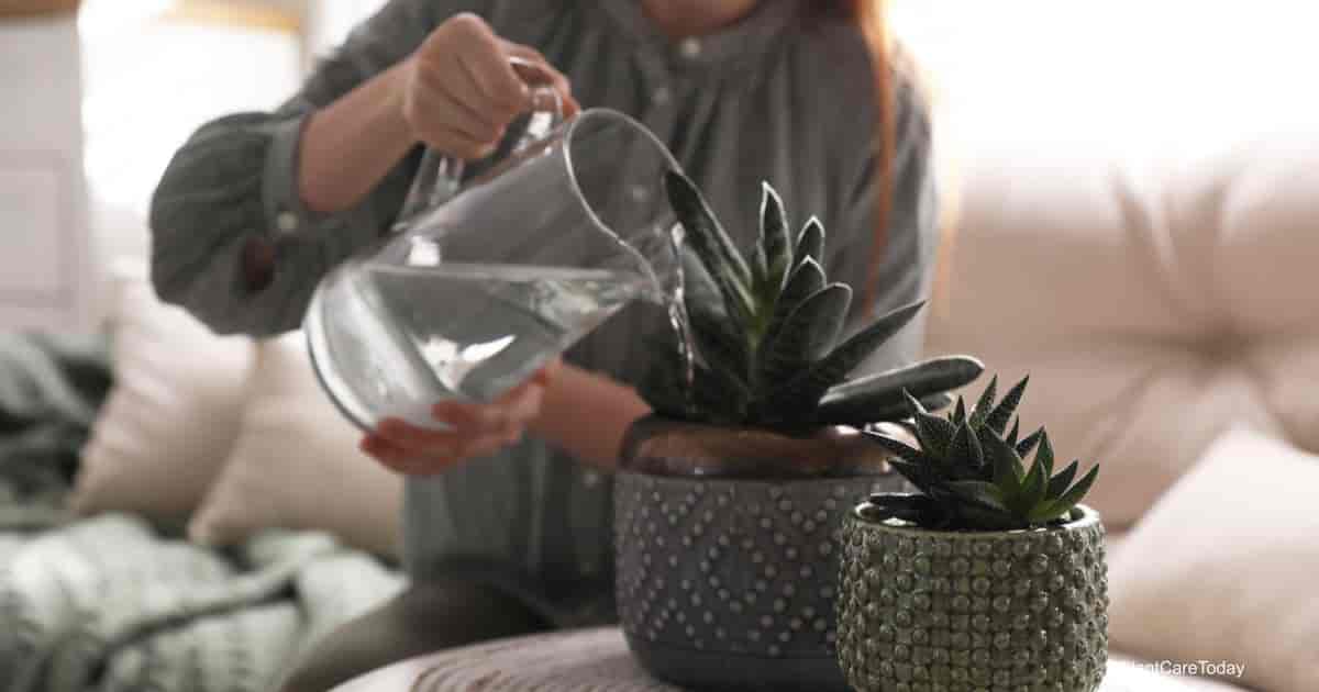Watering a succulent plant indoors