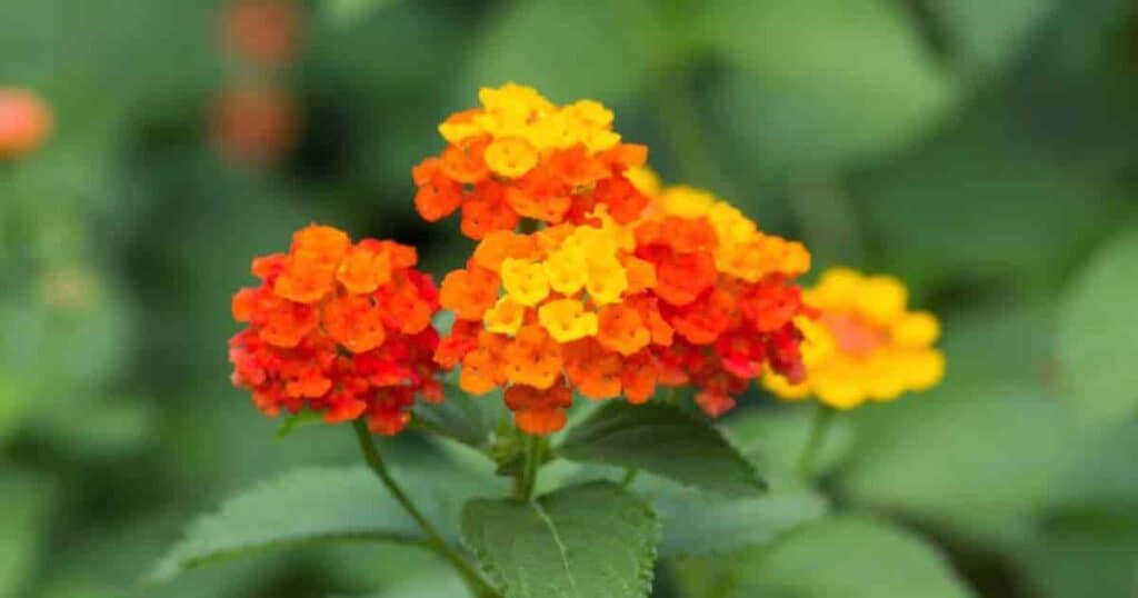 Overwintering Lantana