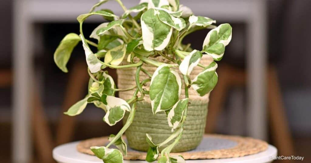 Pothos NJoy Vs Pearls and Jade