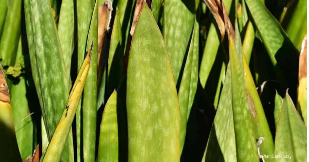 Hojas amarillentas de plantas de serpiente.