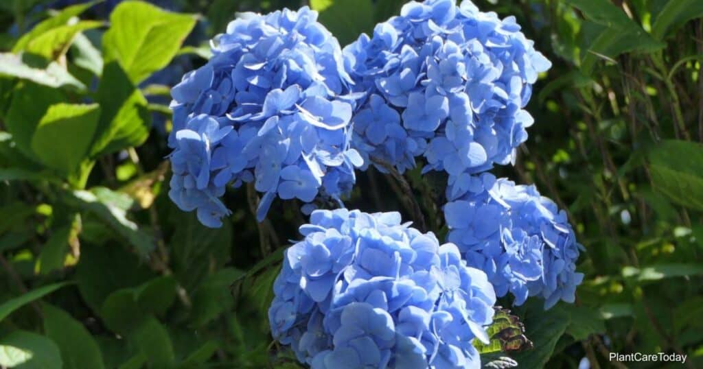 Best Soil for Hydrangeas